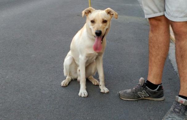 Una mujer de Benaguacil abandona a su perro atado en un estación de Burjassot y es denunciada gracias al chip