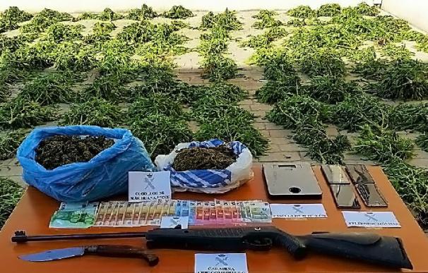 Detenidas tres personas por cultivo de marihuana e intervenidas 126 plantas en Argamasilla de Alba