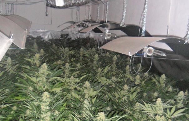 Detenidas cuatro personas por robar plantas de marihuana de una nave de Casariche