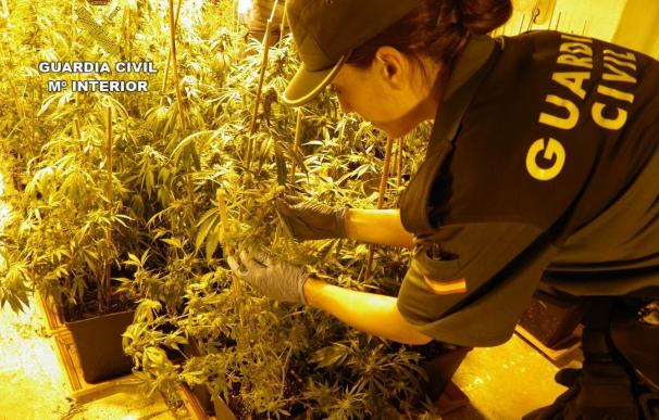 Desmantelado un laboratorio "ultramoderno" de marihuana con mil plantas en Formentera de Segura