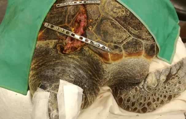 Trasladan a un centro de recuperación de Gran Canaria una tortuga marina herida gravemente en Almería