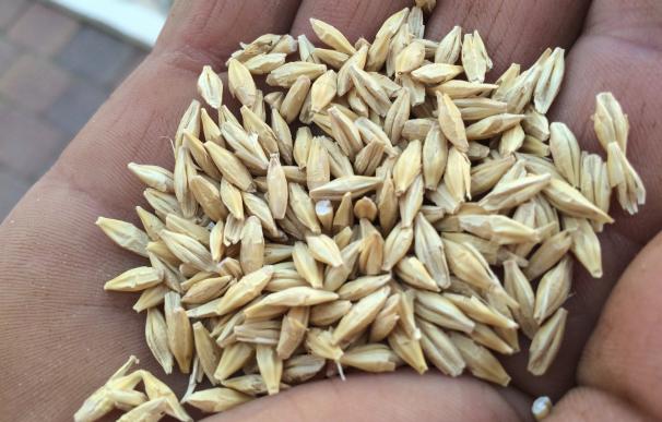 UPA denuncia que el precio de los cereales hunde la rentabilidad de las explotaciones cerealistas