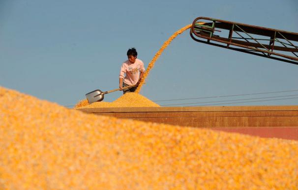 La FAO celebra una reunión urgente por la subida del precio de los cereales