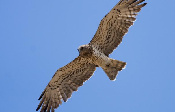 Aumenta la población de águila real en la Región, pasando de 42 a 54 territorios ocupados