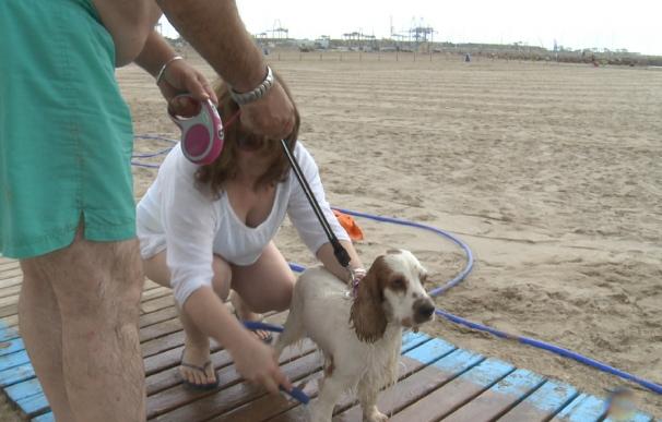 Convocan una manifestación canina en Matalascañas para habilitar playas para perros en Andalucía