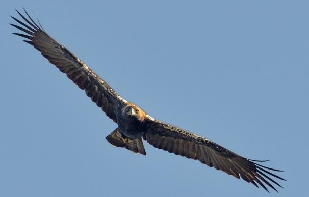 El 80% de los machos de águila imperial ibérica son 'flotantes' y tienen dificultades de reproducirse, según un estudio