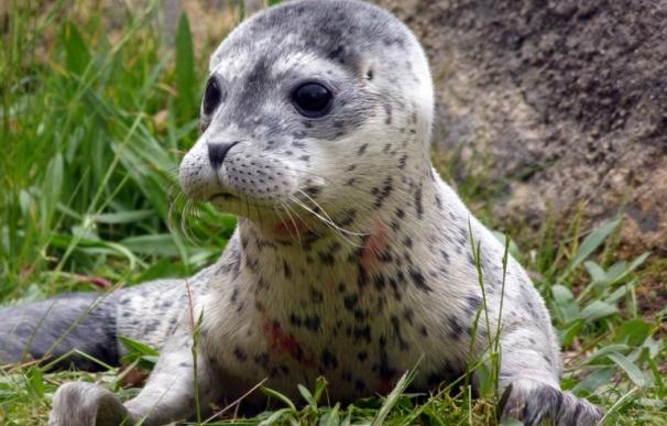 Conchita, la cría de foca nacida en el Boudewijn Seapark de Brujas