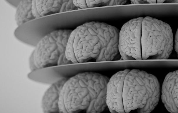 Investigadores descubren cómo las proteínas se acumulan rápidamente en el cerebro con Alzheimer