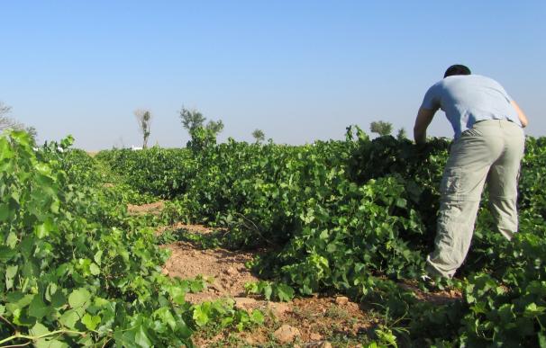 Agricultura amplia al 25 de agosto el plazo para solicitar ayudas a la creación de empresas por jóvenes agricultores