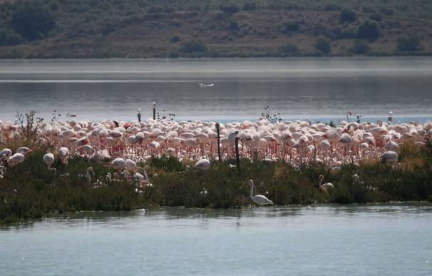 La falta de lluvias y el viento impiden la reproducción de flamencos en la Laguna de Fuente de Piedra