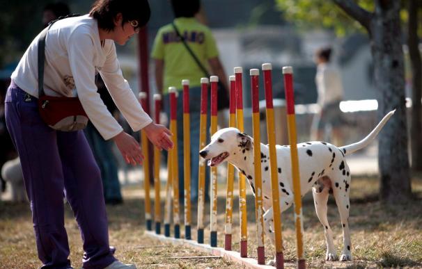 La superpoblada Shanghái prepara su particular "política de perro único"