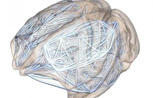 Las redes neuronales aclaran por qué cerebros más grandes son más susceptibles a enfermedades mentales