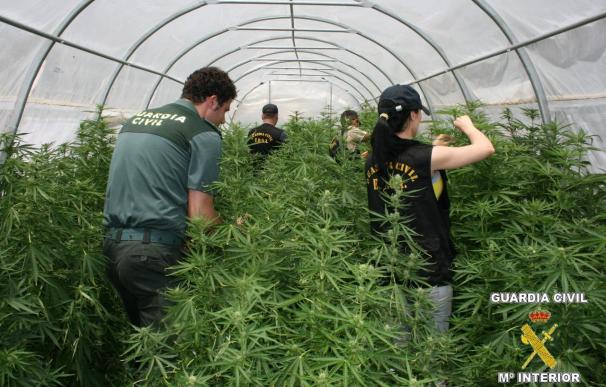 La Guardia Civil localiza en Llíber (Alicante) el mayor cultivo ilegal de cannabis de Europa