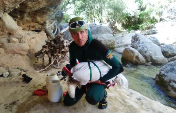 Agentes para la Protección de la Naturaleza rescatan un buitre leonado, en el barranco de Formiga (Huesca)