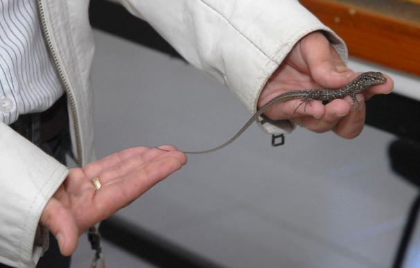 Nacen 91 ejemplares de lagarto gigante de El Hierro, en peligro de extinción