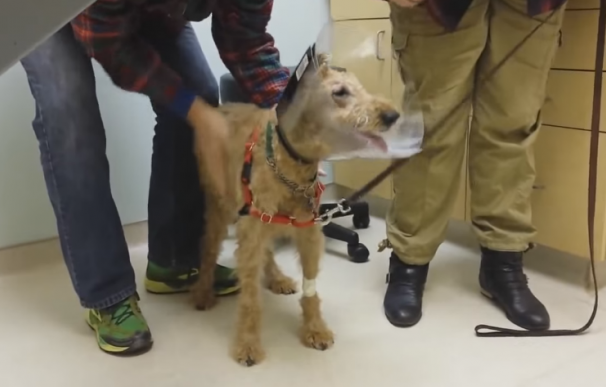 Así es la reacción de un perro ciego tras recuperar la vista y ver a su familia por primera vez