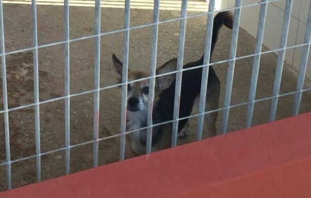 Rescatan a un perro que se encontraba abandonado mas de una semana en un balcón de Cartagena