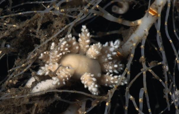 Expertos de la UB descubren una nueva especie de invertebrado marino en la Antártida