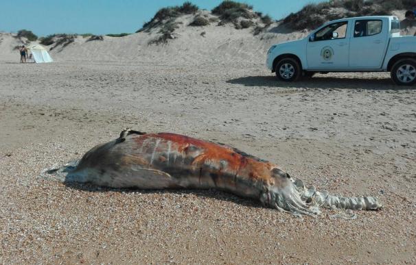 Hallado un cetáceo muerto y en estado de descomposición en una playa de Punta Umbría