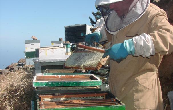 La producción de miel en Ibiza se dobla, con 12 toneladas, gracias a las lluvias de abril y mayo