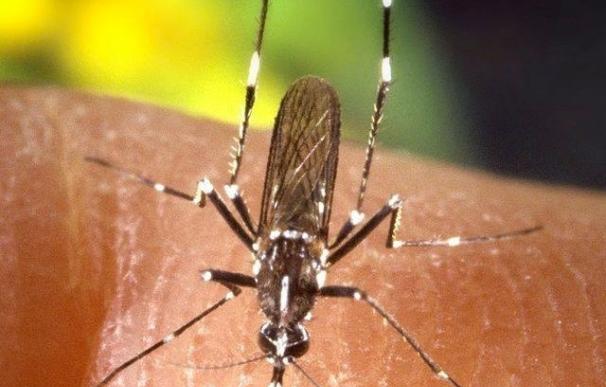 Salud confirma el positivo por virus Zika en el menor que ingresó en la Clínica Los Naranjos de Huelva