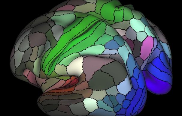 Científicos diseñan un mapa con 180 áreas de la corteza cerebral humana