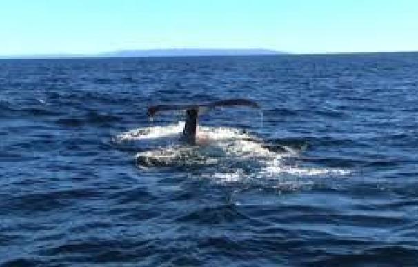 Hallan unas 70 ballenas muertas en el sur de Chile