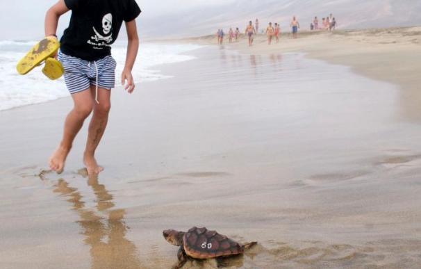Las tortugas bobas viajan durante un año entre el Atlántico y el Mediterráneo