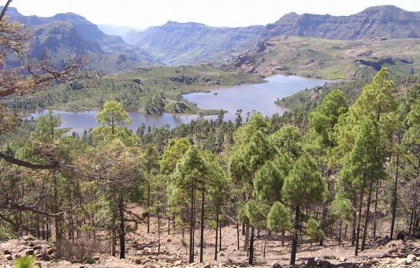 La lluvia 'regala' siete semanas de riego a las plantaciones del sur de Gran Canaria