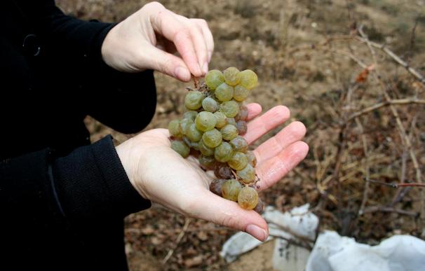 Empresas vinícolas de Tarragona temen perder exportaciones a Japón