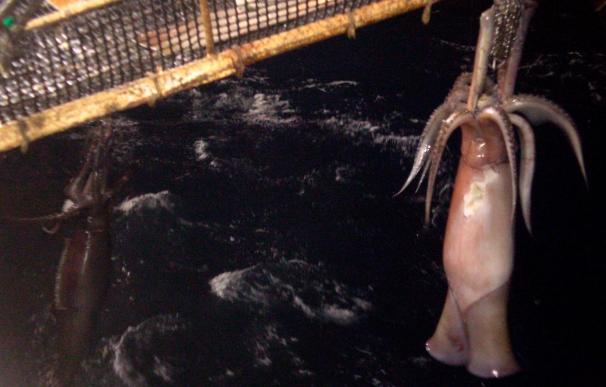 CEPESMA estudiará y conservará cuatro calamares gigantes procedentes de Perú