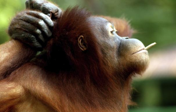 El famoso orangután fumador de Indonesia lo está dejando