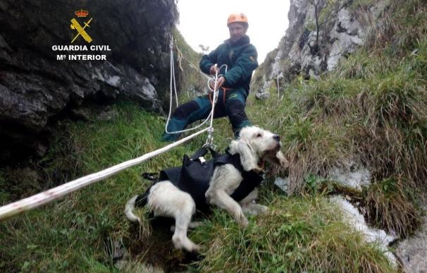Rescatan a un perro que durante una cacería se cayó por un collado en Picos de Europa