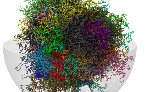 Investigadores diseñan un modelo informático en 3-D del genoma humano