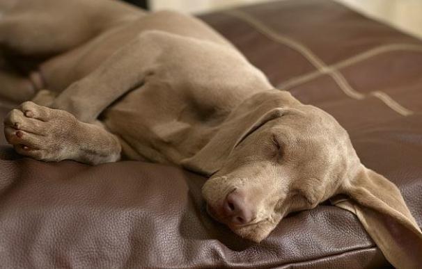 Los perros piensan en sus dueños para poder dormir plácidamente