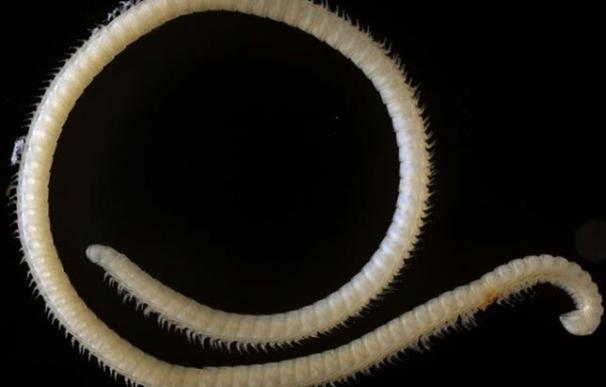 Descubren una nueva especie de milipodo con 414 patas y 4 penes