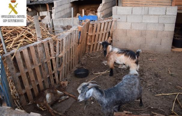 Investigan a una persona en La Palma por dejar morir a animales de hambre