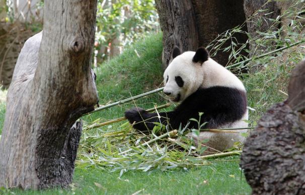 Nacen dos crías de oso panda en el Zoo de Madrid