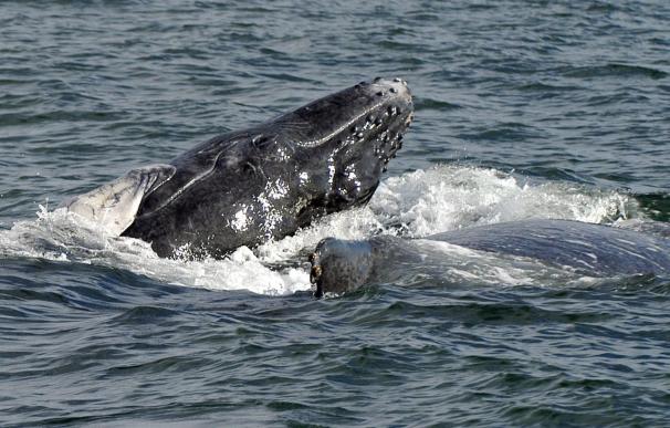 Avistadas dos ballenas jorobadas frente al litoral norte de Alicante
