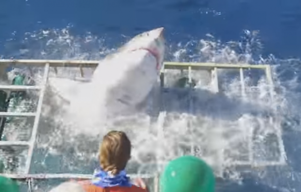 Un buzo queda atrapado en una jaula junto a un tiburón blanco y sobrevive