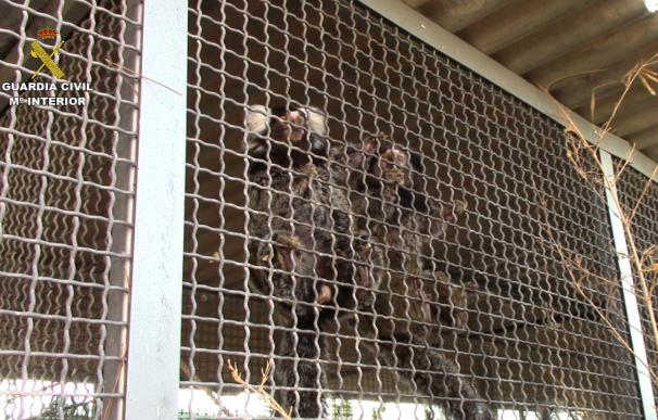 La Guardia Civil rescata a 20 monos de una red de venta ilegal