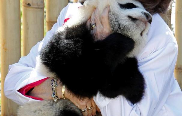 La Reina acompaña los primeros pasos al aire libre de los panda nacidos en Madrid