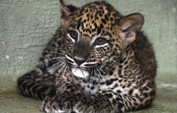 Escolares valencianos elegirán el nombre del leopardo nacido en Bioparc