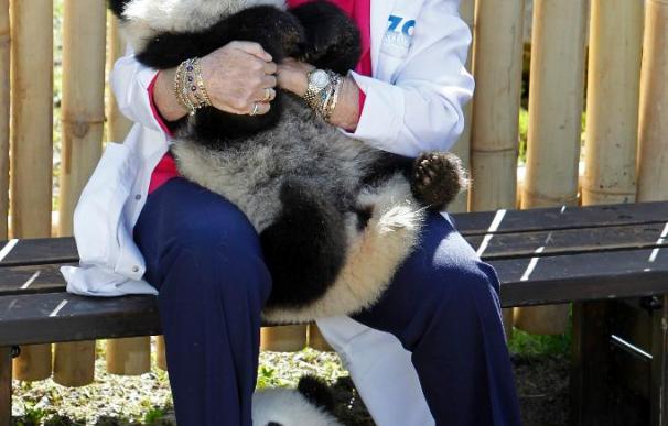 La Reina acompaña los primeros pasos al aire libre de los panda nacidos en Madrid