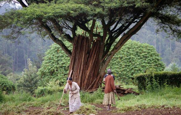 Etiopía debate entre la deforestación y el desarrollo mas allá de la subsistencia