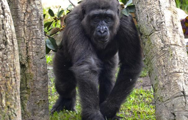 Ebo, el primer gorila nacido en la Comunitat Valenciana, celebra su cuarto cumpleaños en Bioparc