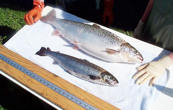 Diferencia de peso y tamaño entre un salmón transgénico y otro que no lo es