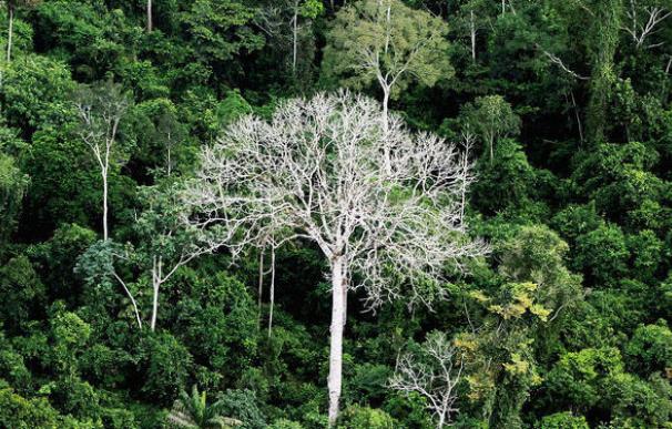 La amazonia pierde más selva de lo reconocido por Brasil