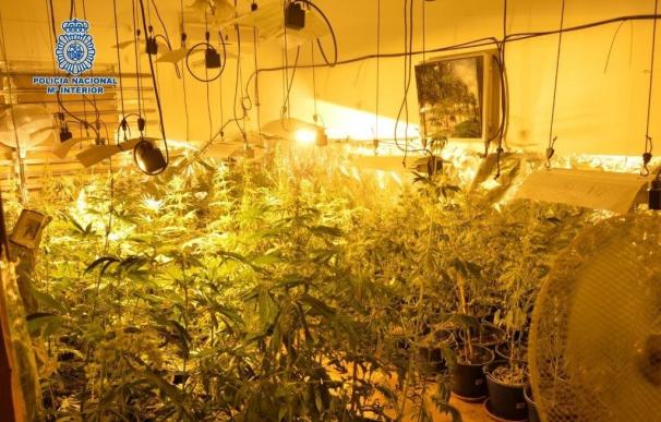Policía Nacional interviene 324 plantas de marihuana en Marbella