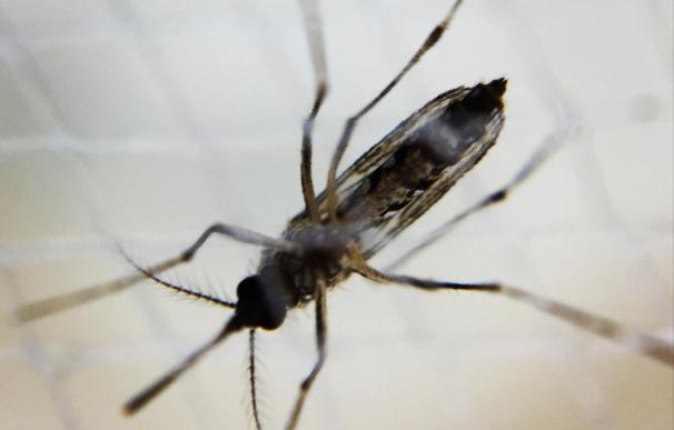 Los insectos invasivos generan un costo subestimado a la economía mundial